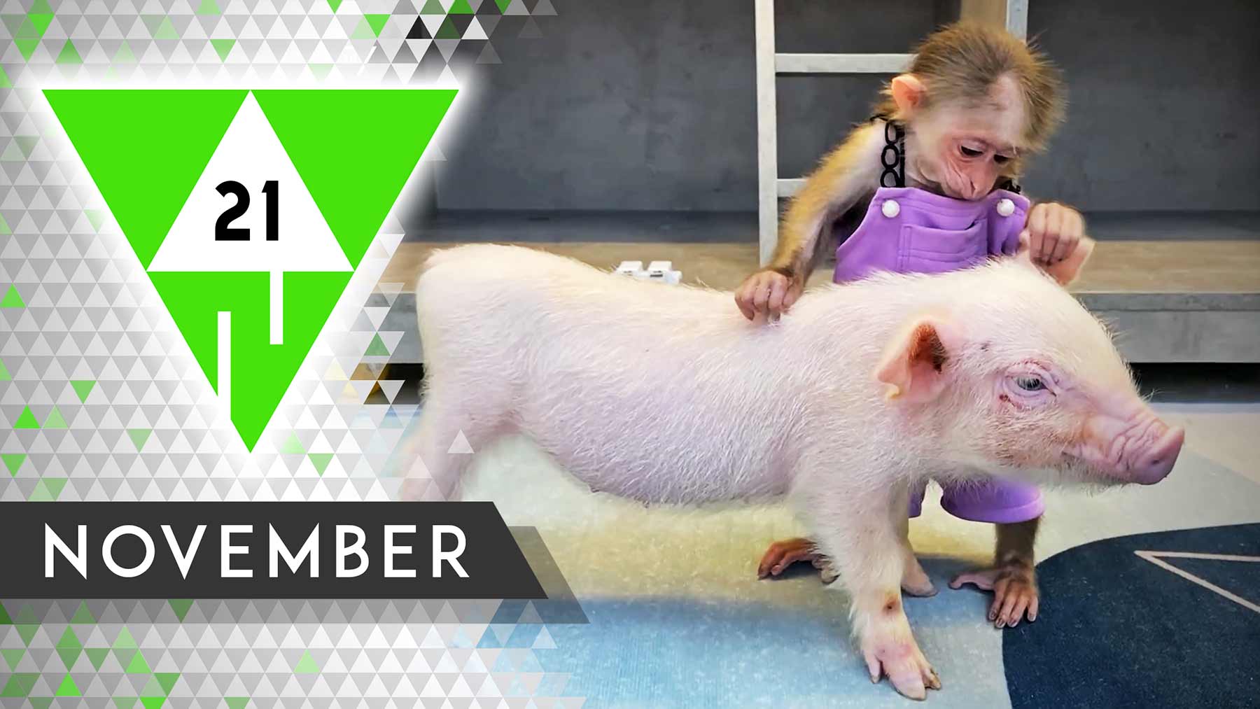 WIN Compilation November 2021