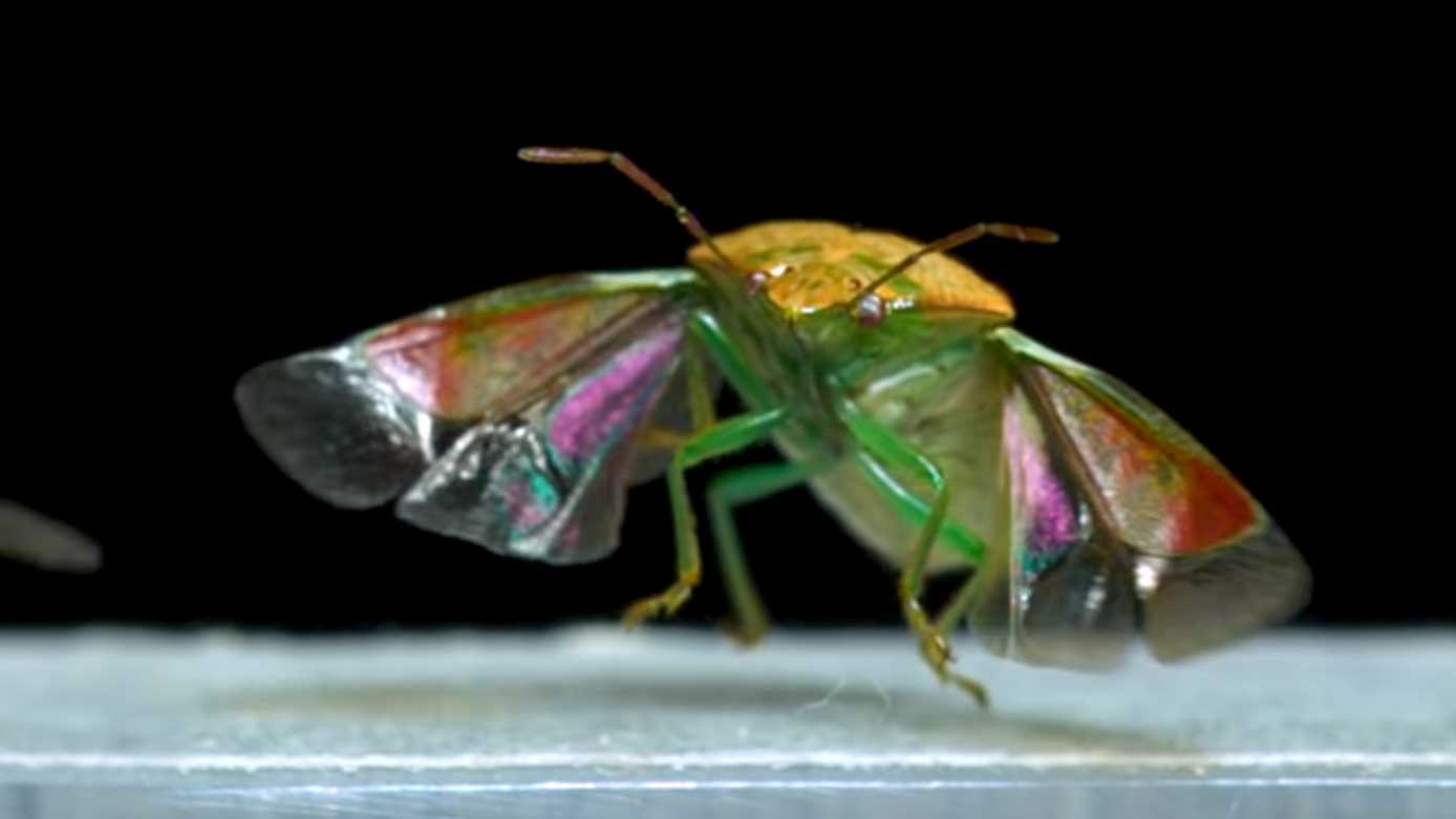 Zeitlupenaufnahmen von fliegenden Insekten insekten-fliegen-in-superzeitlupe 