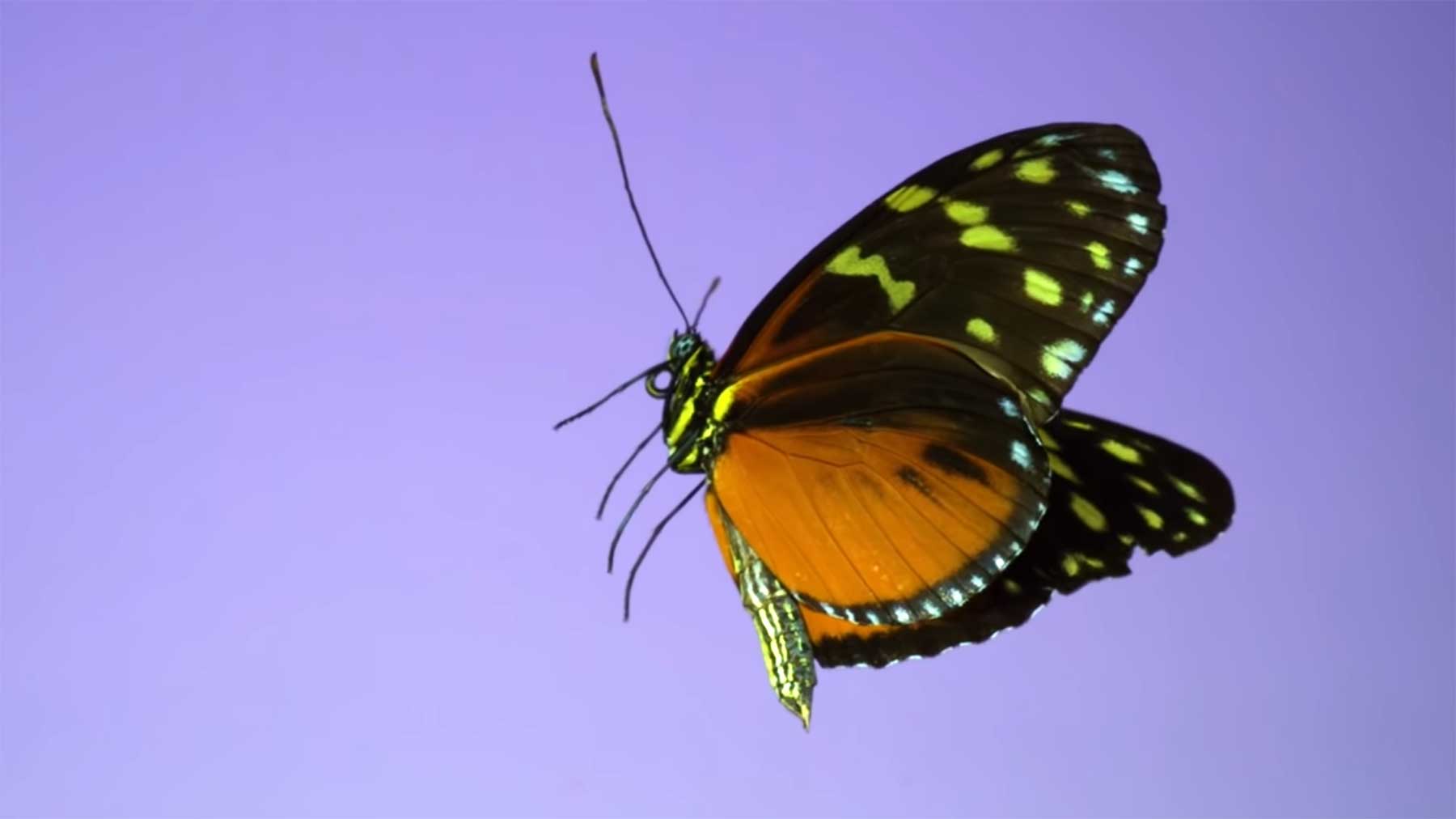 Fliegende Schmetterlinge in Superzeitlupe Schmetterlinge-in-superzeitlupe 