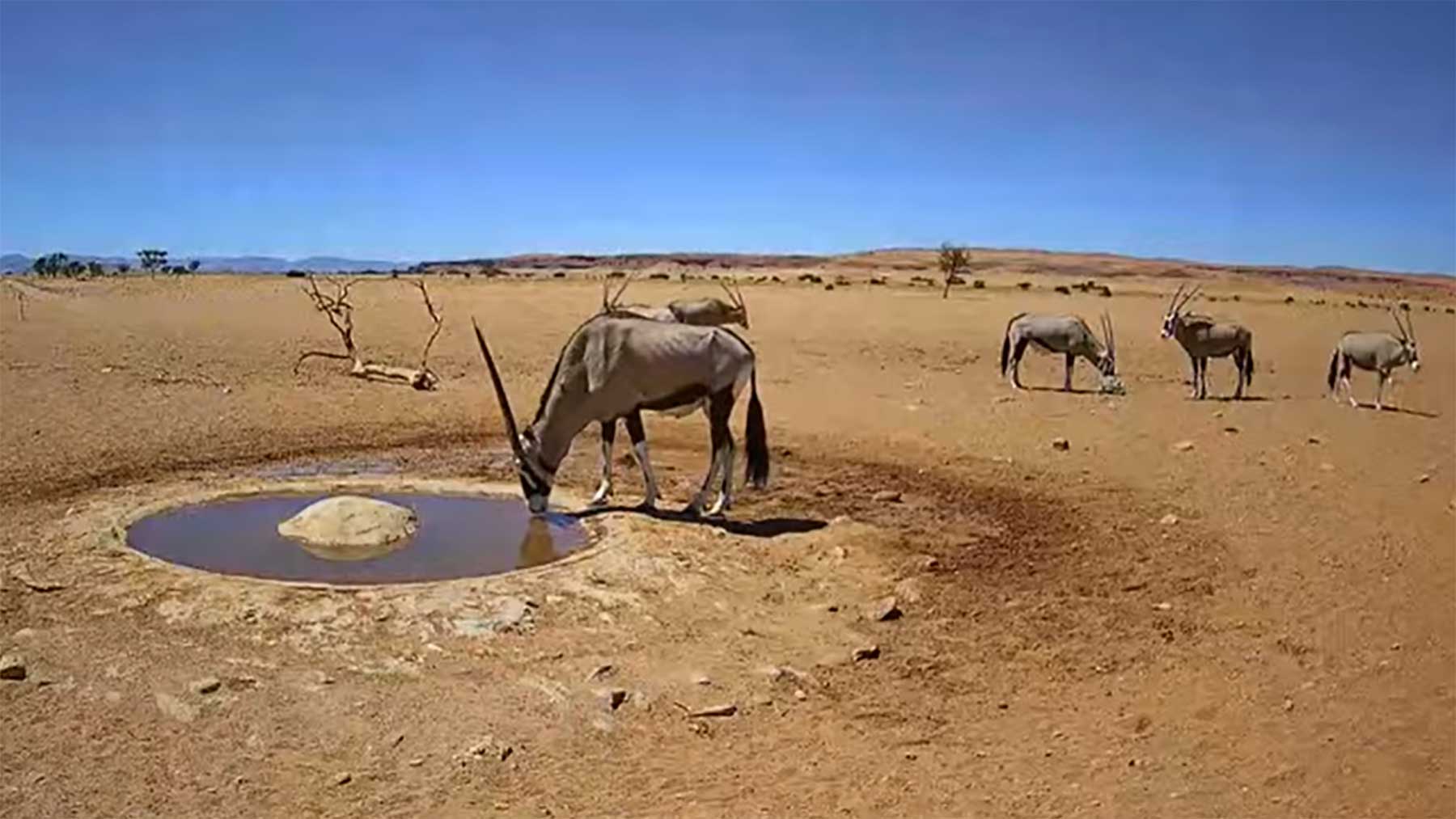 Live-Stream zu einem Wasserloch in der Wüste Namibias