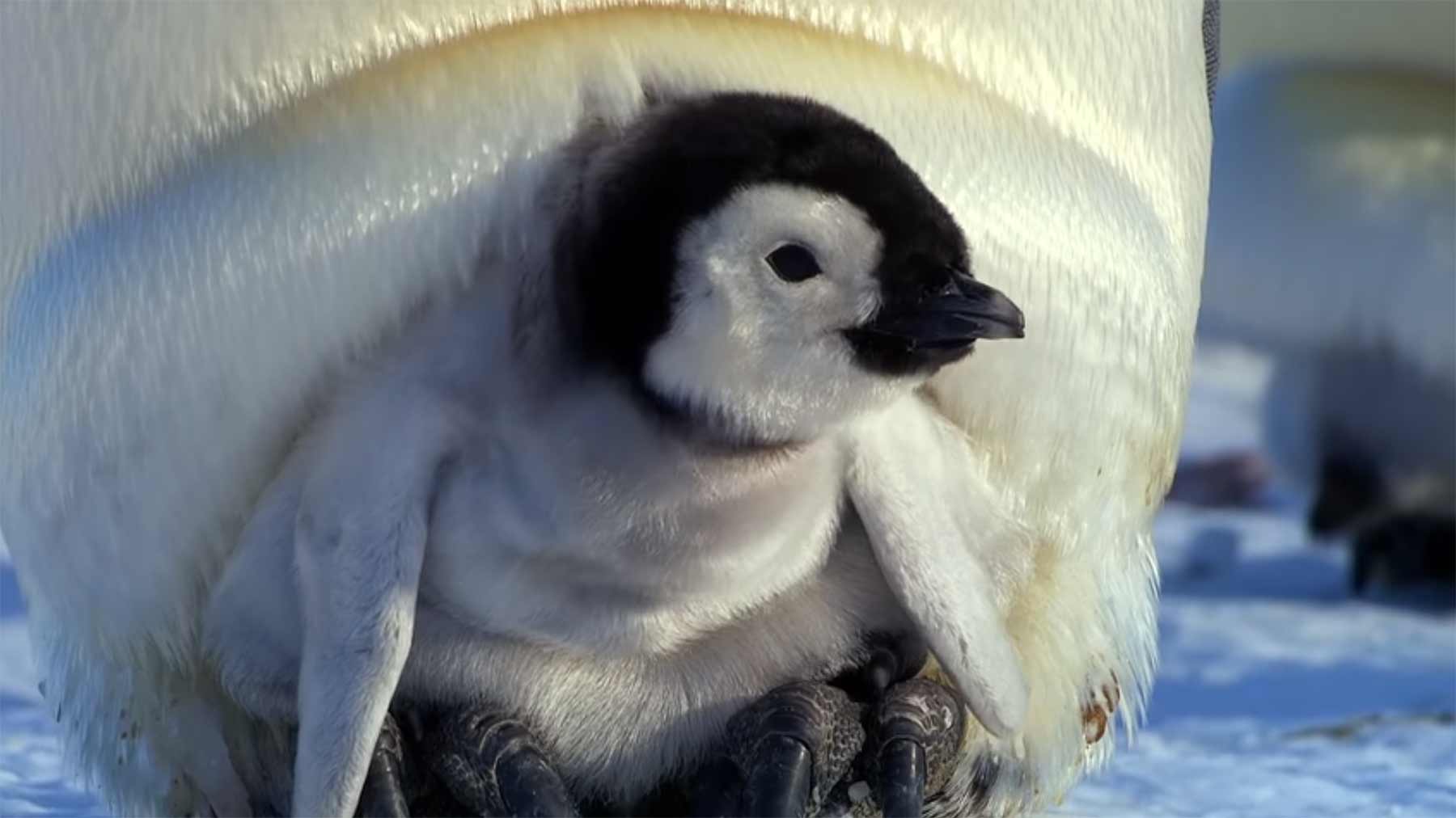 Ein kleiner Pinguin auf der Suche nach neuen Freunden