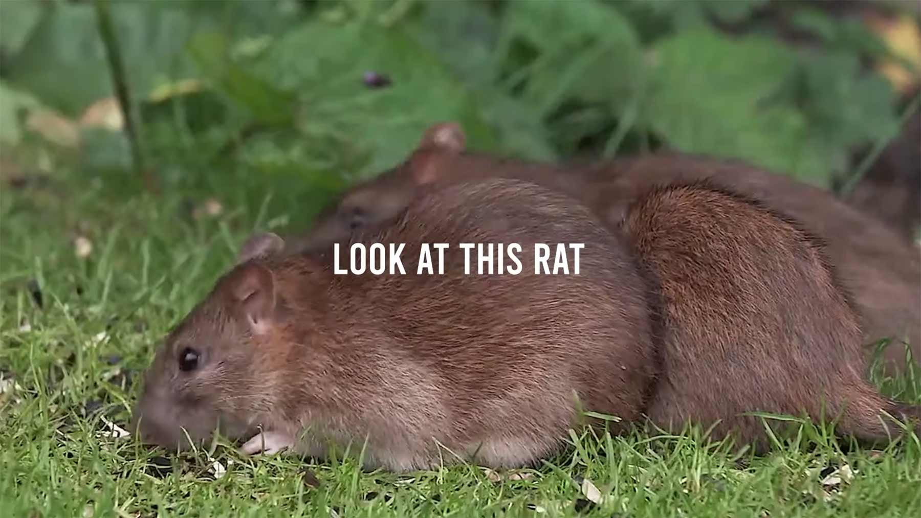 „Look At This Rat“