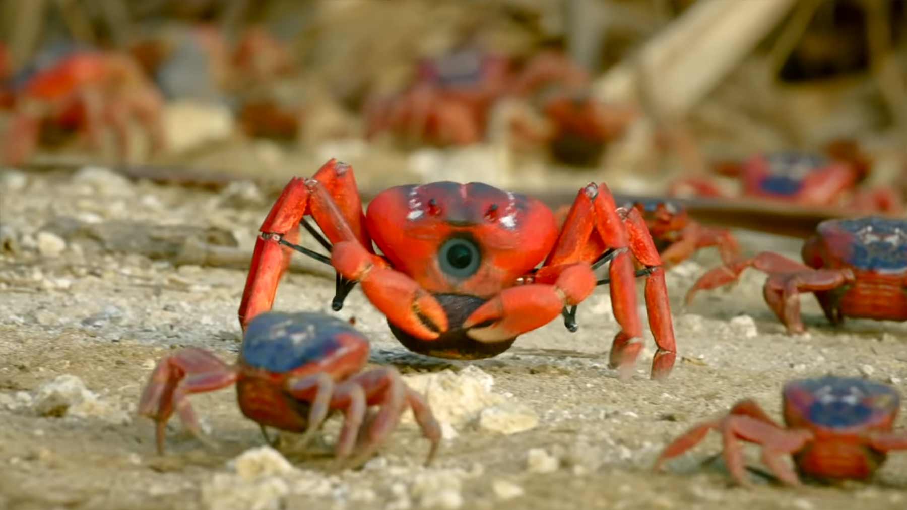 Roboter-Krabbe filmt echte Krabben