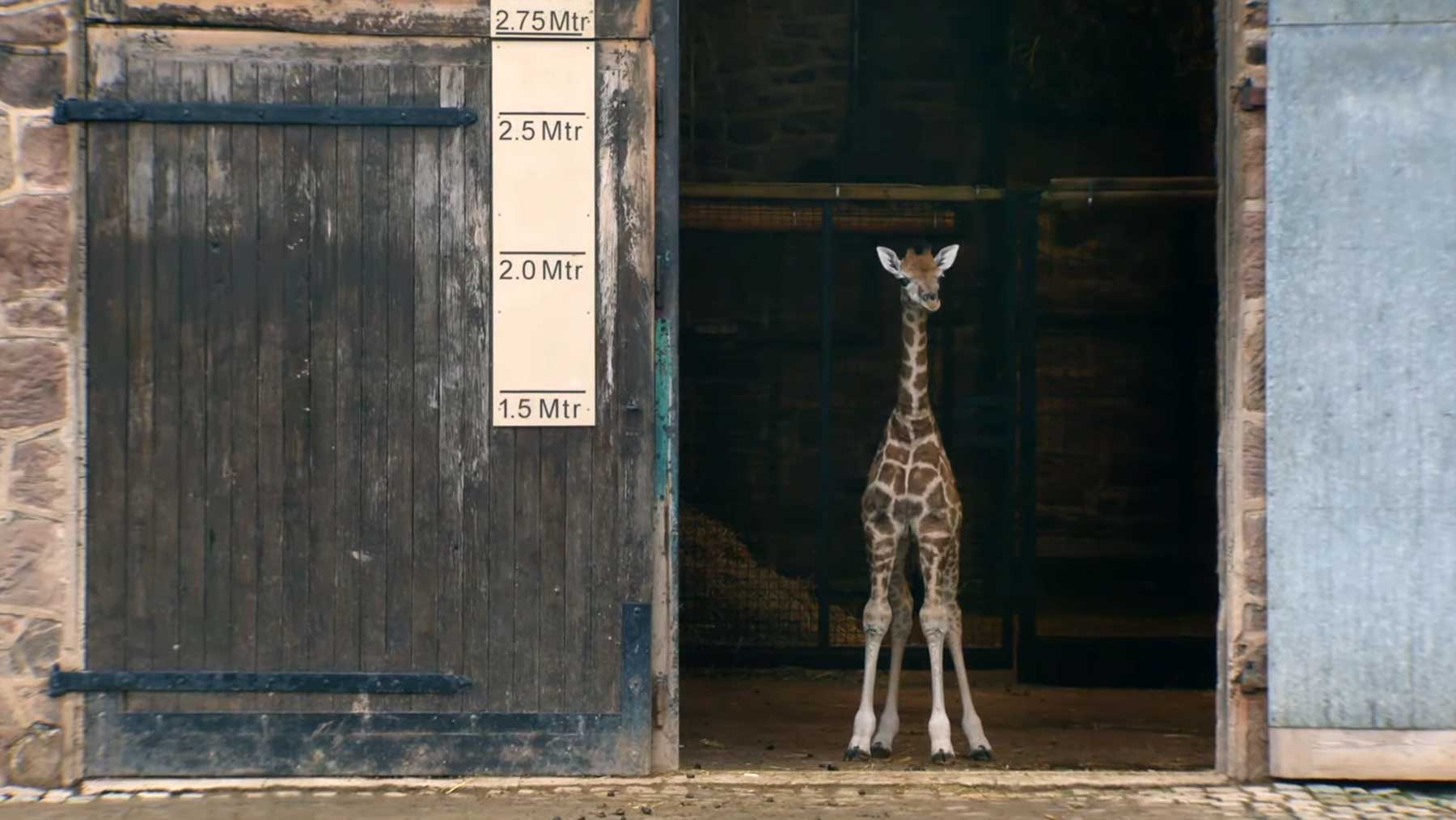 Die ersten (schnelleren) Schritte einer Baby-Giraffe