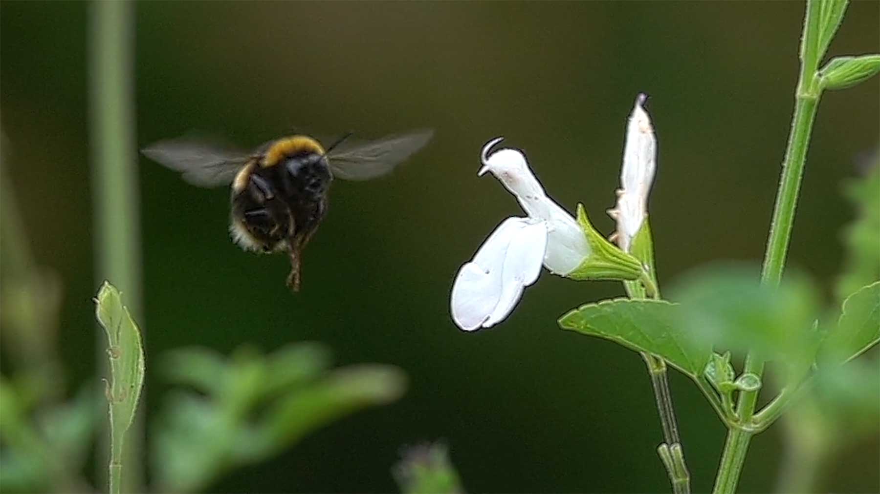 Zeitlupenaufnahmen von Bienen