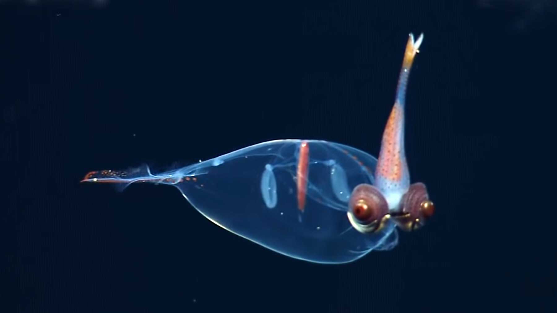 10 Minuten exotische Unterwasser-Tiere exotische-unterwassertiere 