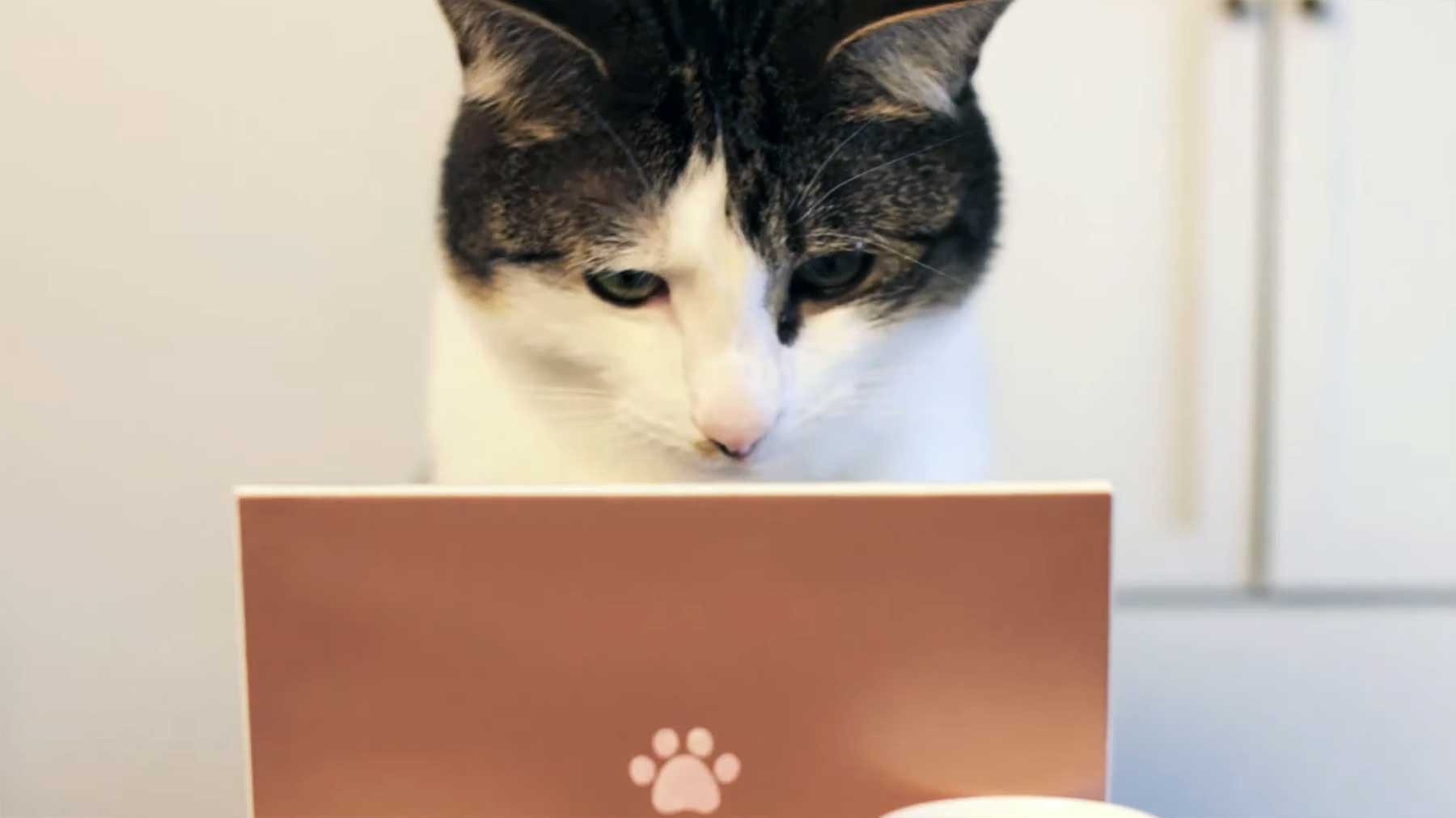 Wenn Katzen Online-Dating-Plattformen nutzen würden