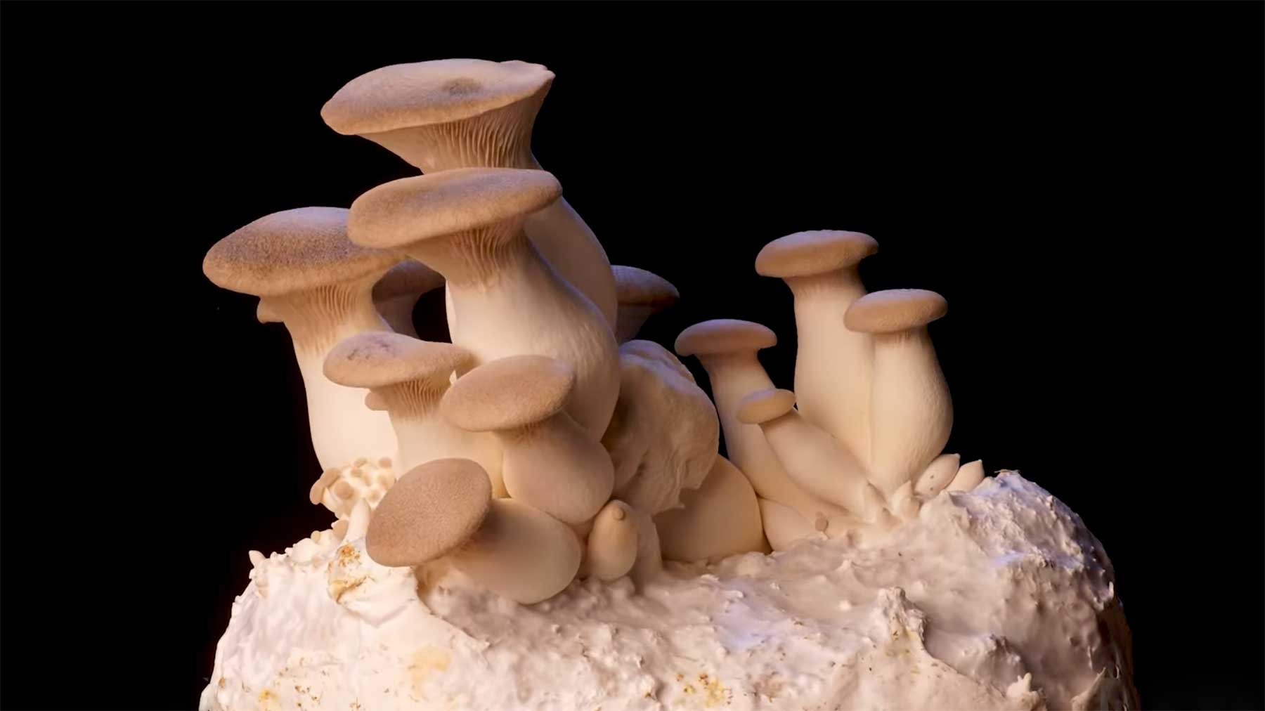 1 Jahr wachsende Pilze im Zeitraffer-Video Timelapse-wachsende-pilze 