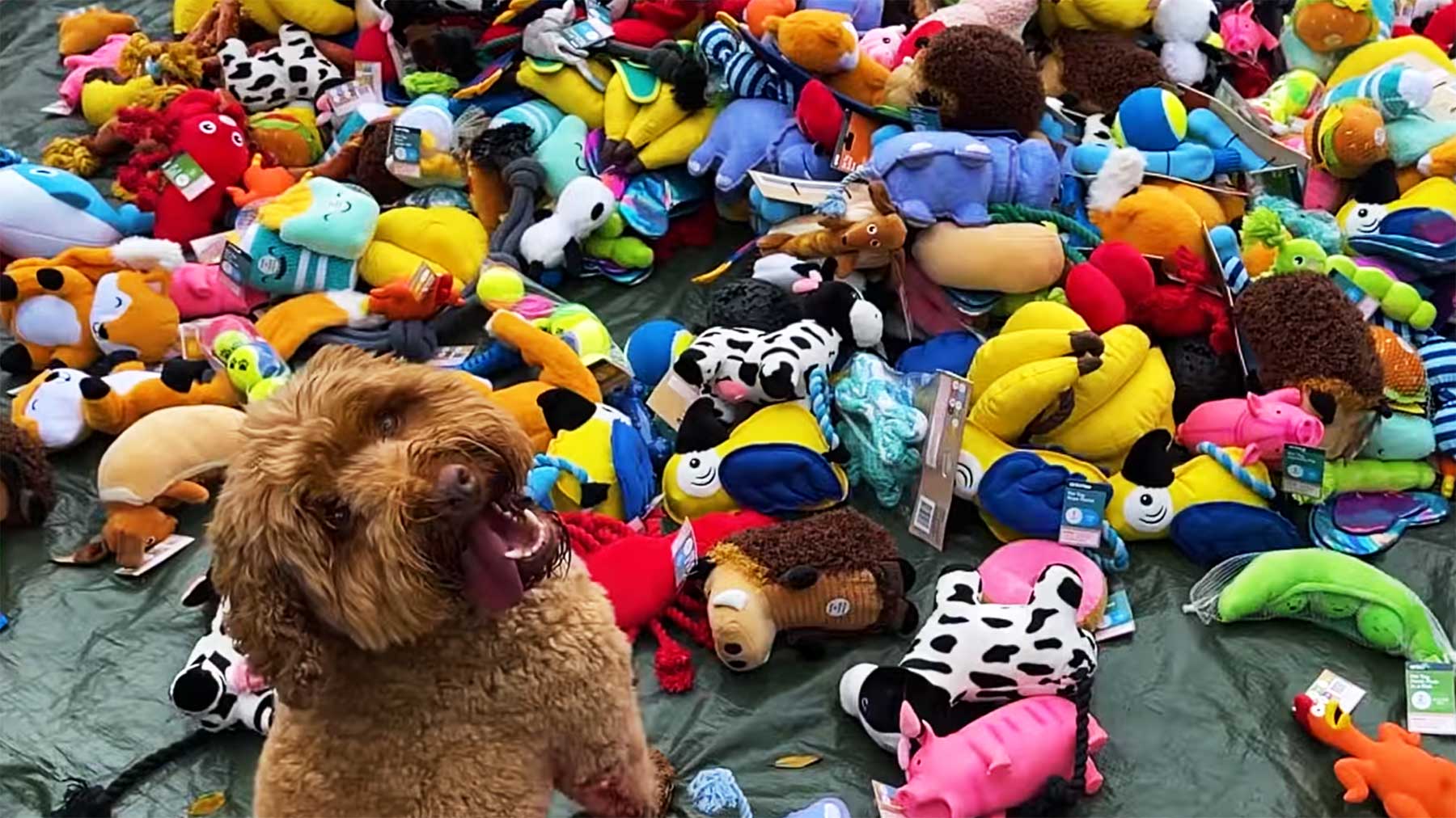 Hund mit 1.000 neuen Spielzeugen überrascht
