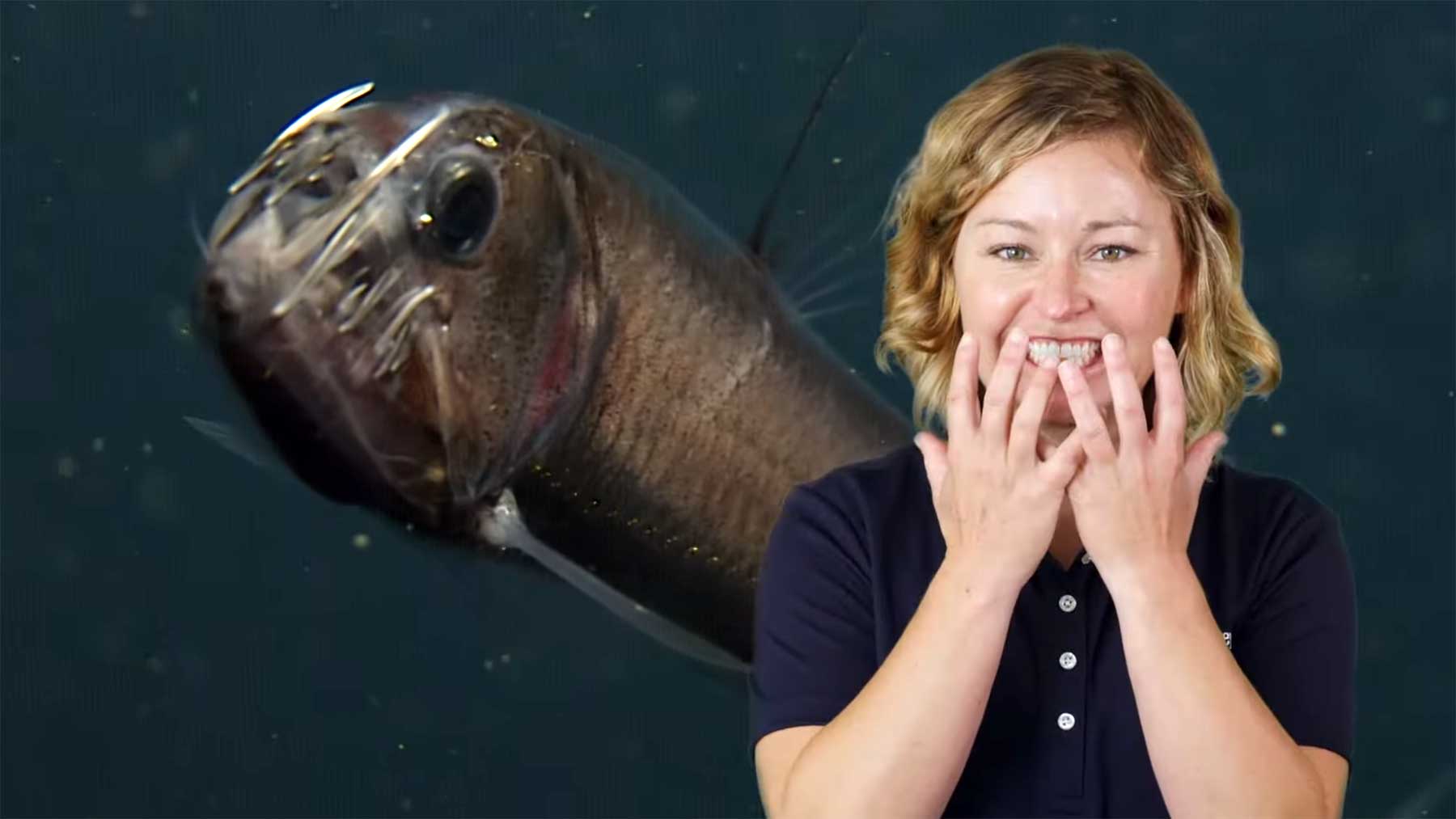 Wieso sehen viele Tiefsee-Tiere so seltsam aus?