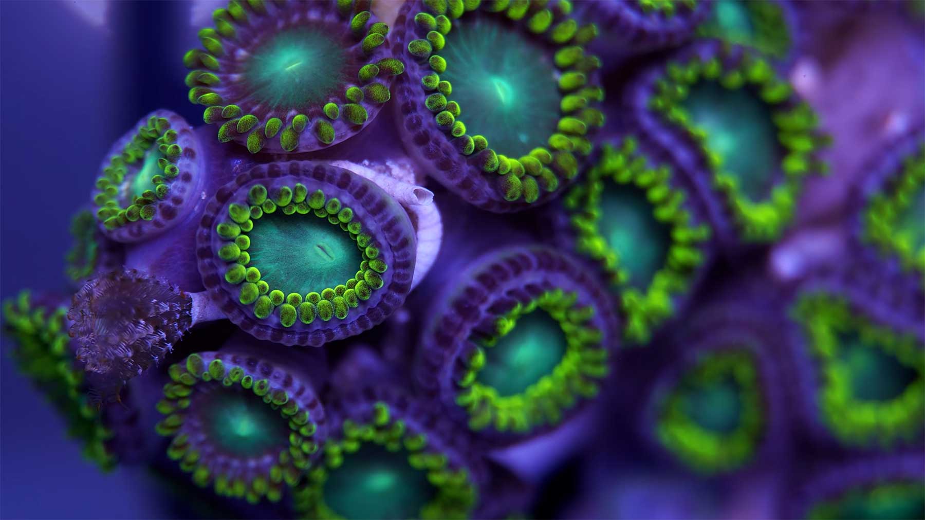 Bunte Korallen unter dem Mikroskop angeschaut