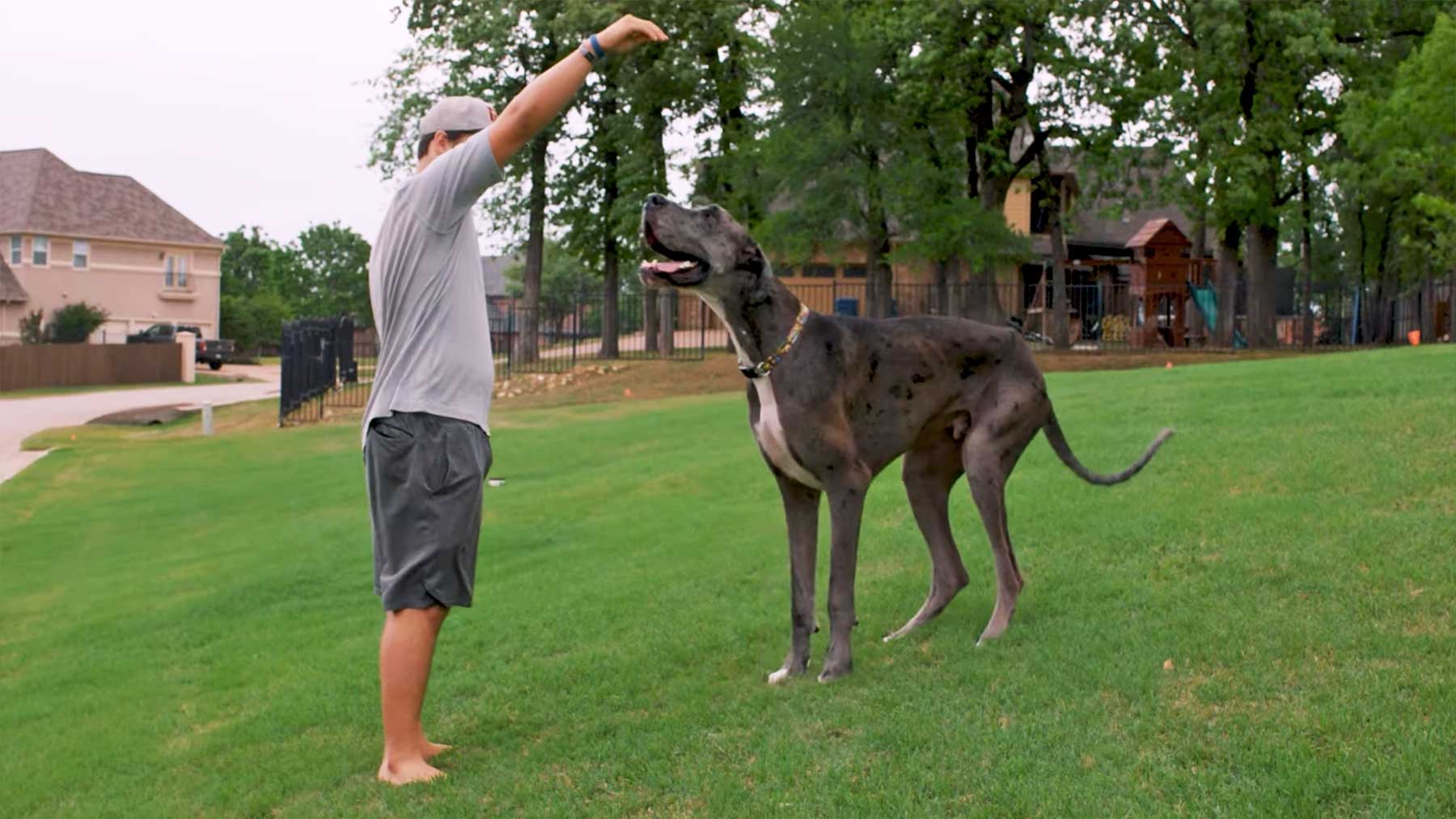 Der größte Hund der Welt ist eine dänische Dogge