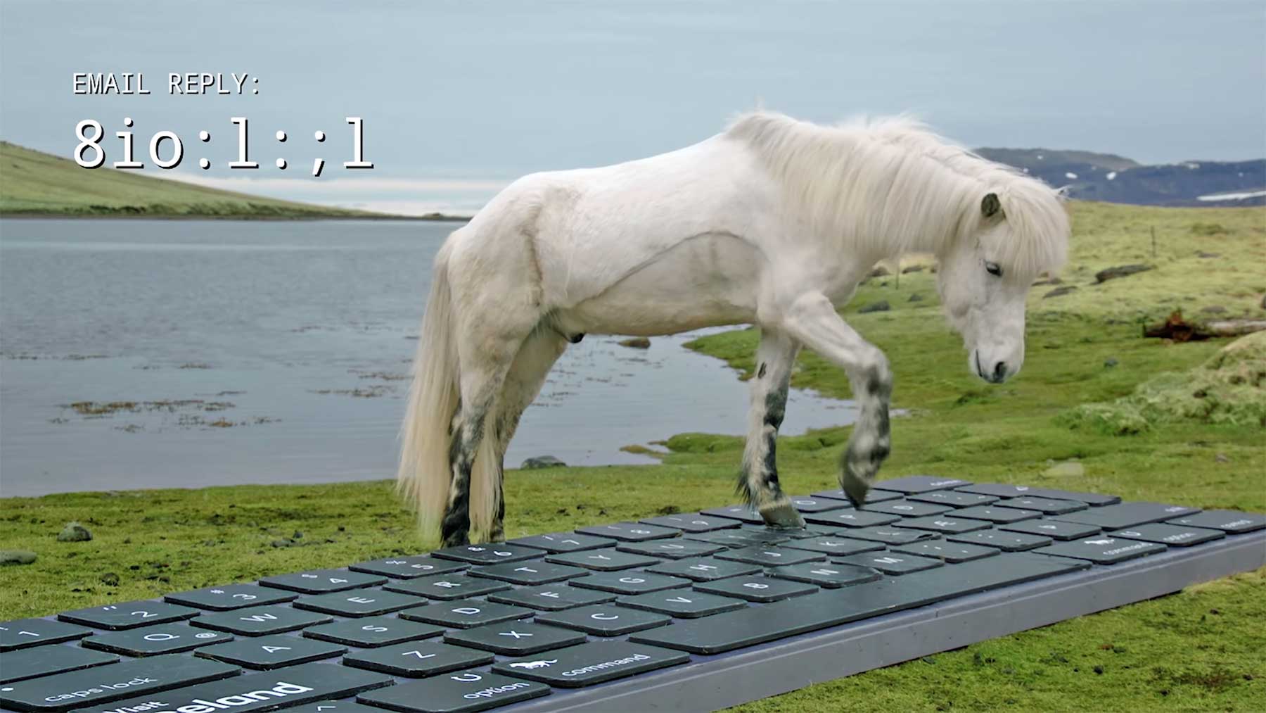 Beim Island-Urlaub beantworten Pferde deine E-Mails pferde-schreiben-emails-island 