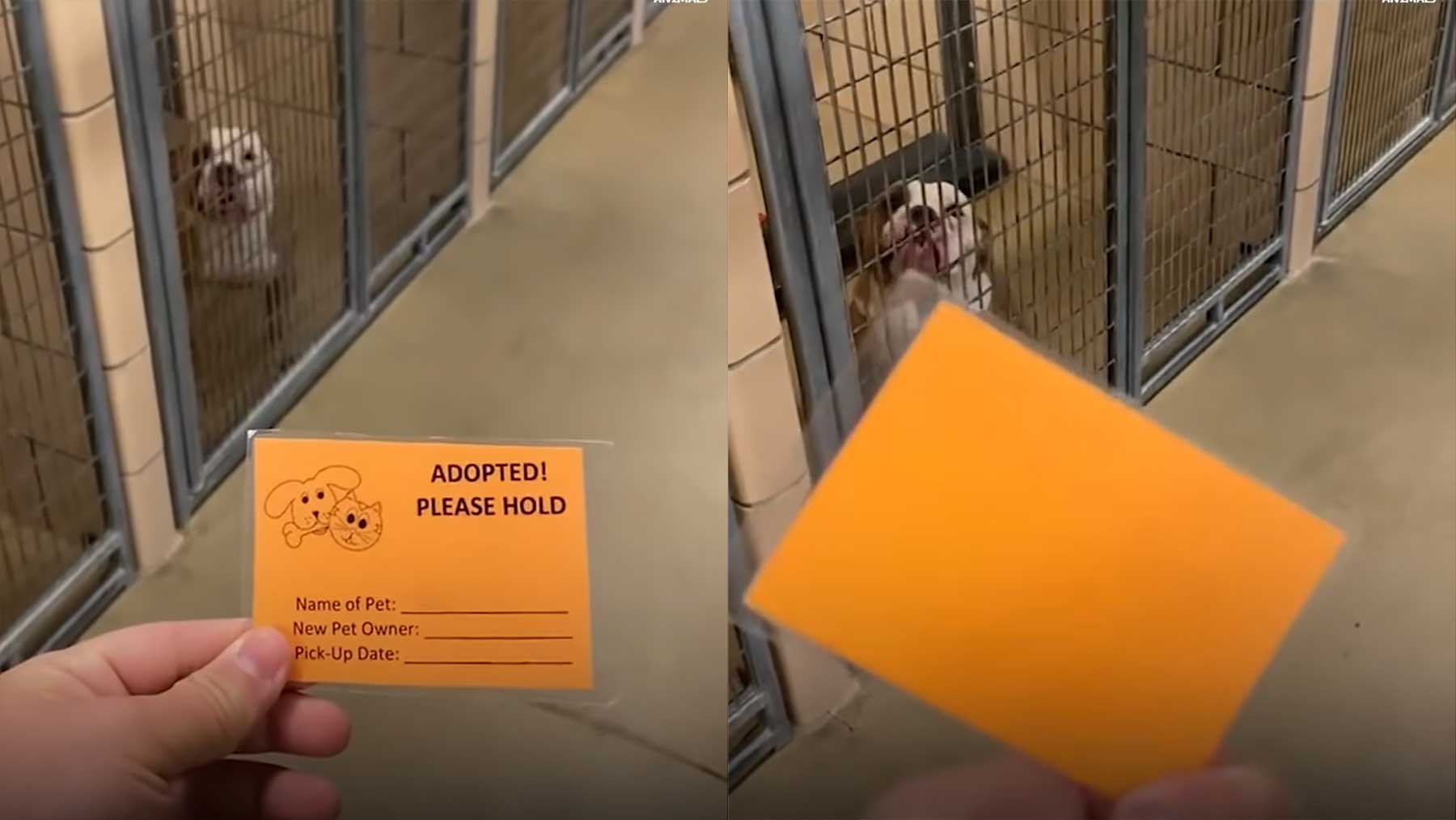 Reaktion von Tierheim-Hunden auf ihre Adoption reaktion-von-adoptierten-hunden 