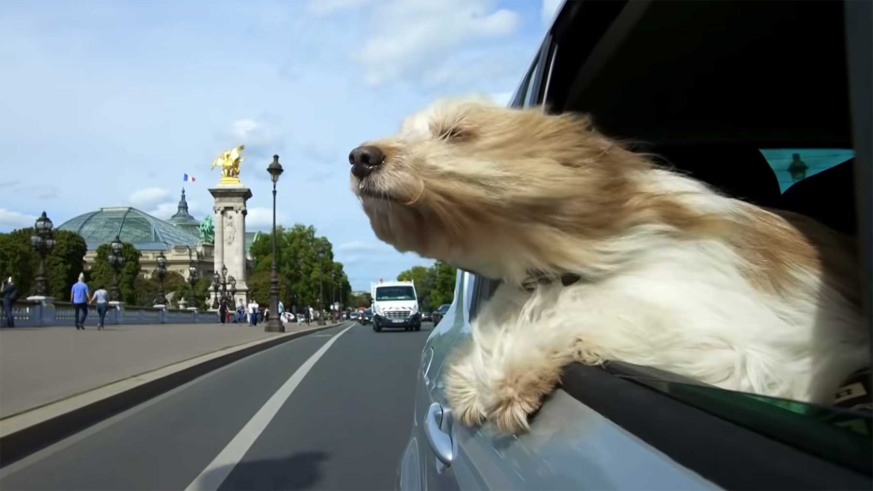 Weshalb Hunde so gerne ihren Kopf aus dem Autofenster halten