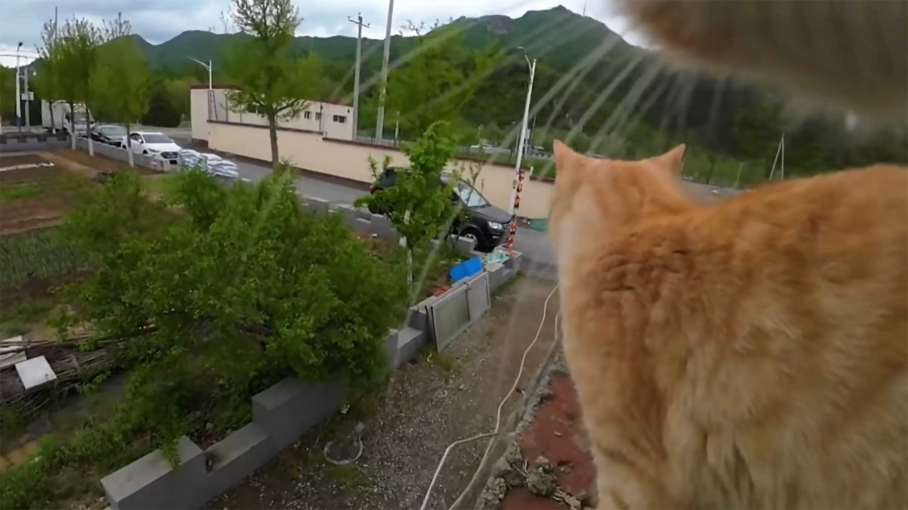 GoPro nimmt auf, was eine Katze auf dem Land so erlebt katze-go-pro-land 