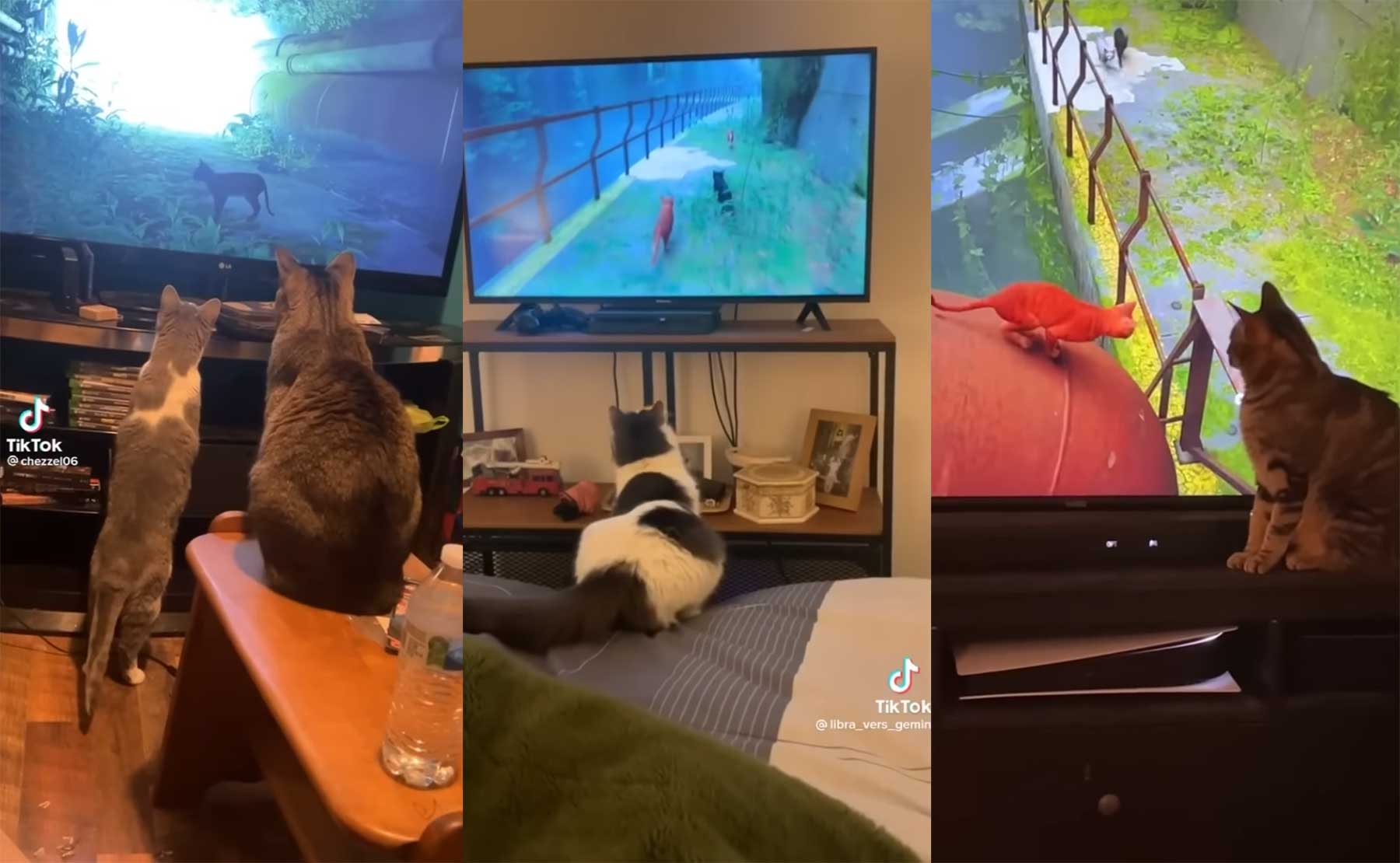 So reagieren Katzen auf das Videospiel "Stray" katzen-reagieren-auf-videospiel-stray 