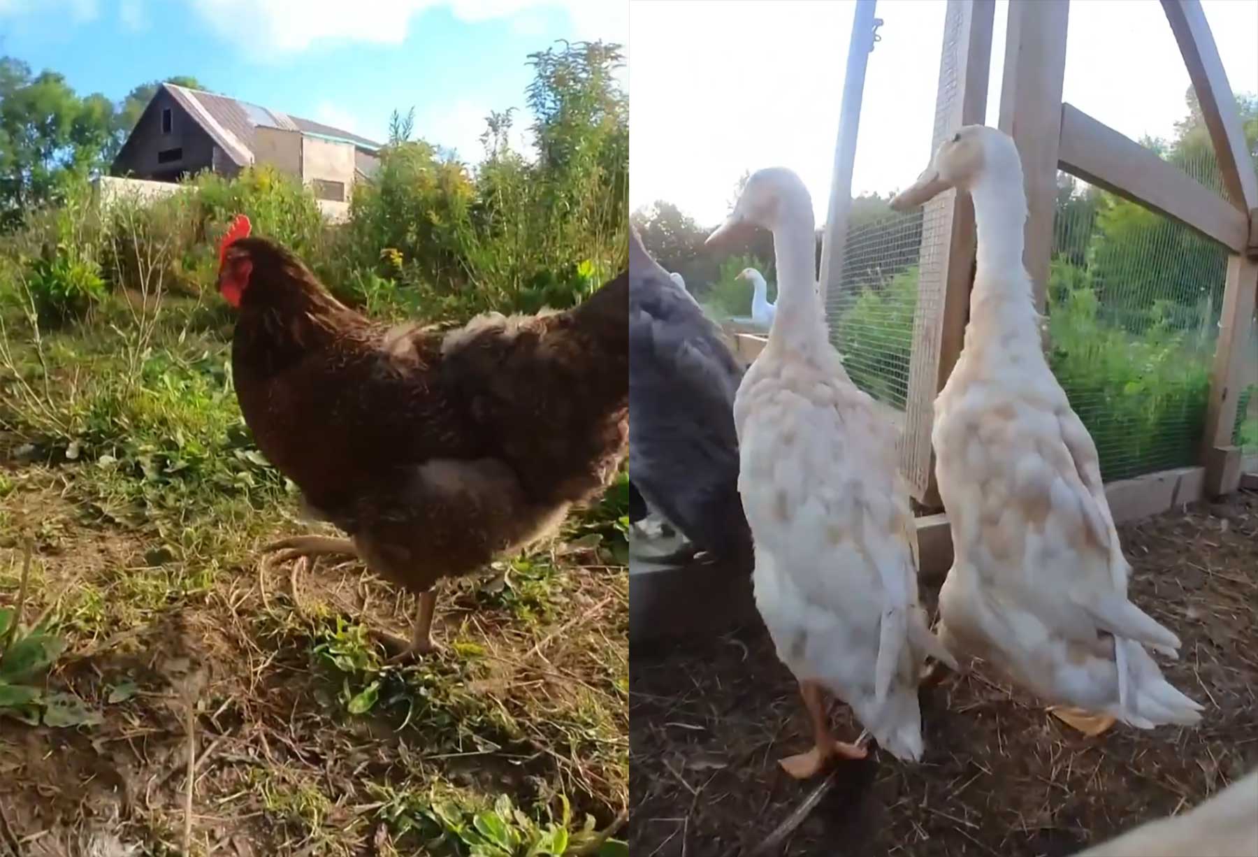 Mini-Kameras an Enten & Hühnern zeigen tierischen Alltag pov-enten-und-huehner-kamera 