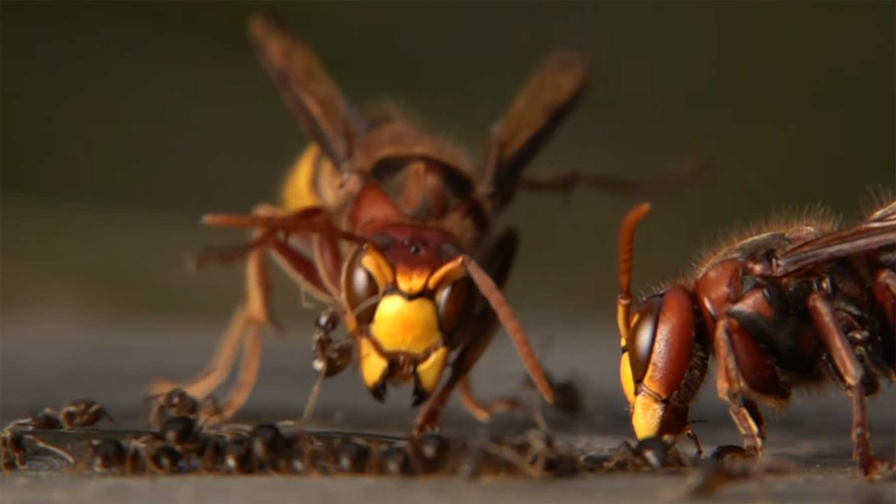 Hornissen vs. Ameisen in Zeitlupe