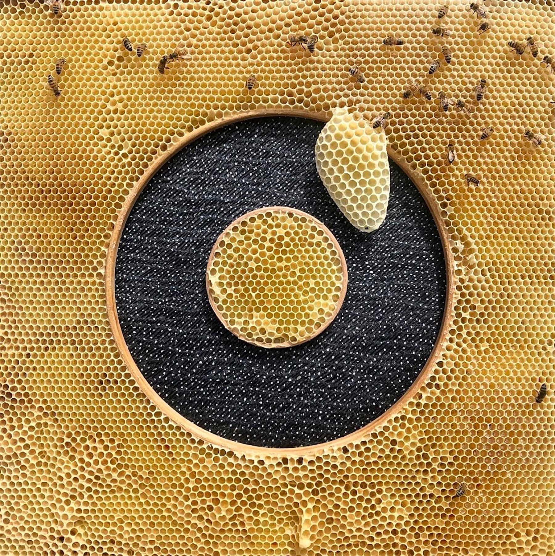 Kunst mit Bienenwaben-Mustern von Ava Roth