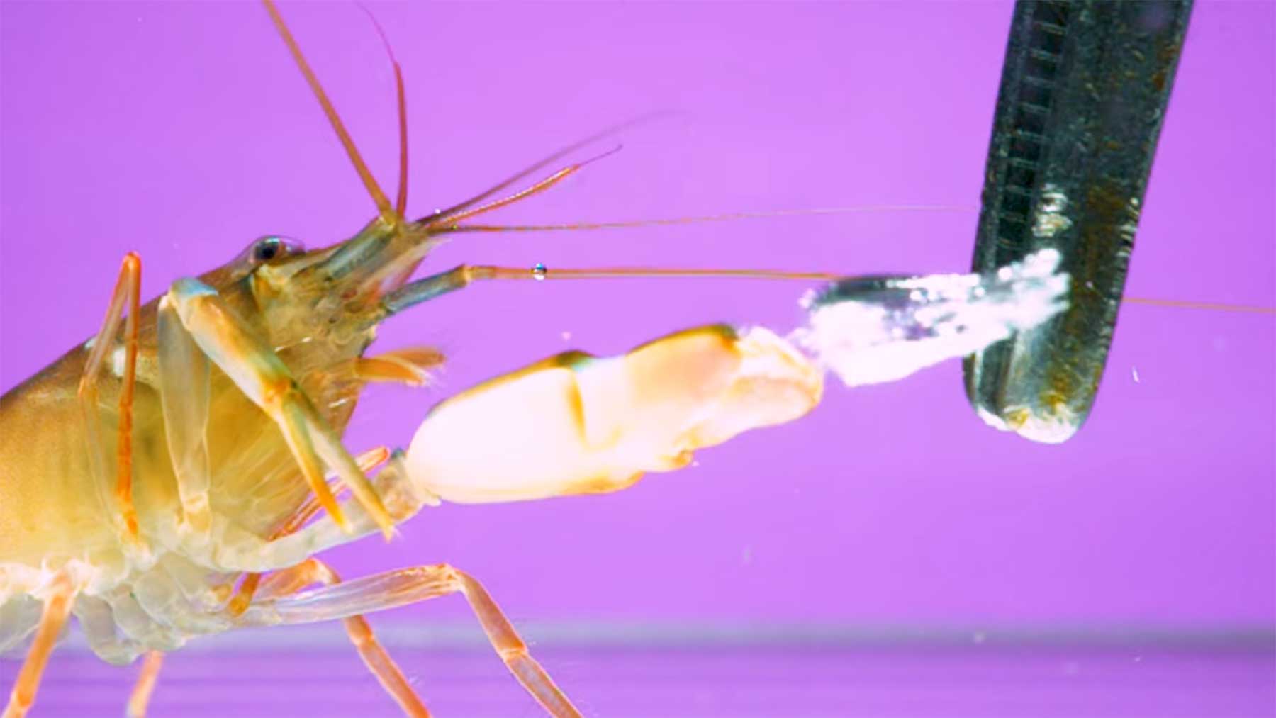 Impulsive Shrimp-Schnipps-Attacke in Superzeitlupe