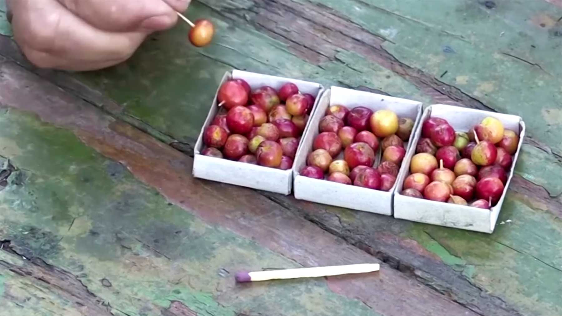 Winzig kleine Mini-Äpfel sollen Winterfrost überstehen