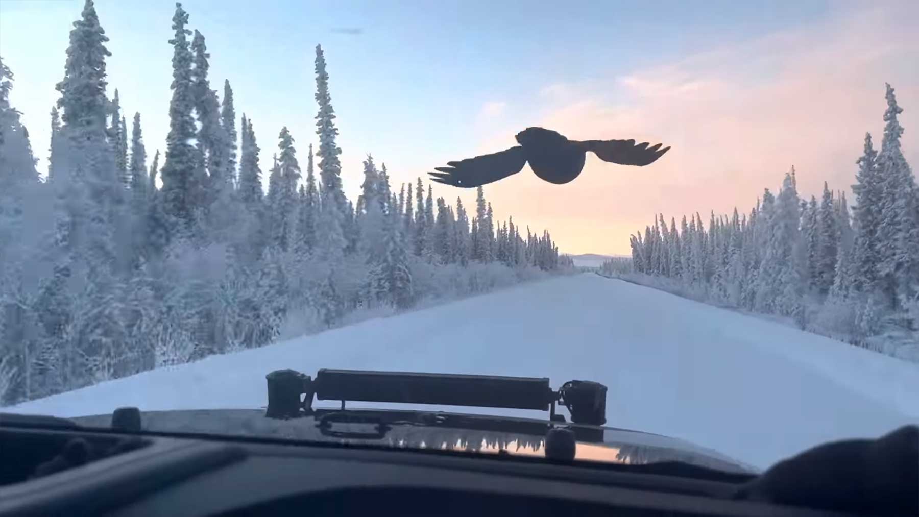 Rabe fliegt minutenlang vor fahrendem Auto mit