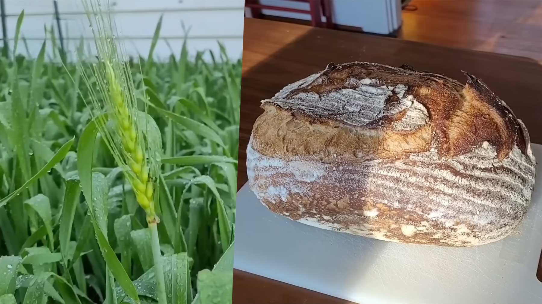 Brot komplett selbst herstellen - Weizenanbau inklusive brot-komplett-selbst-machen 