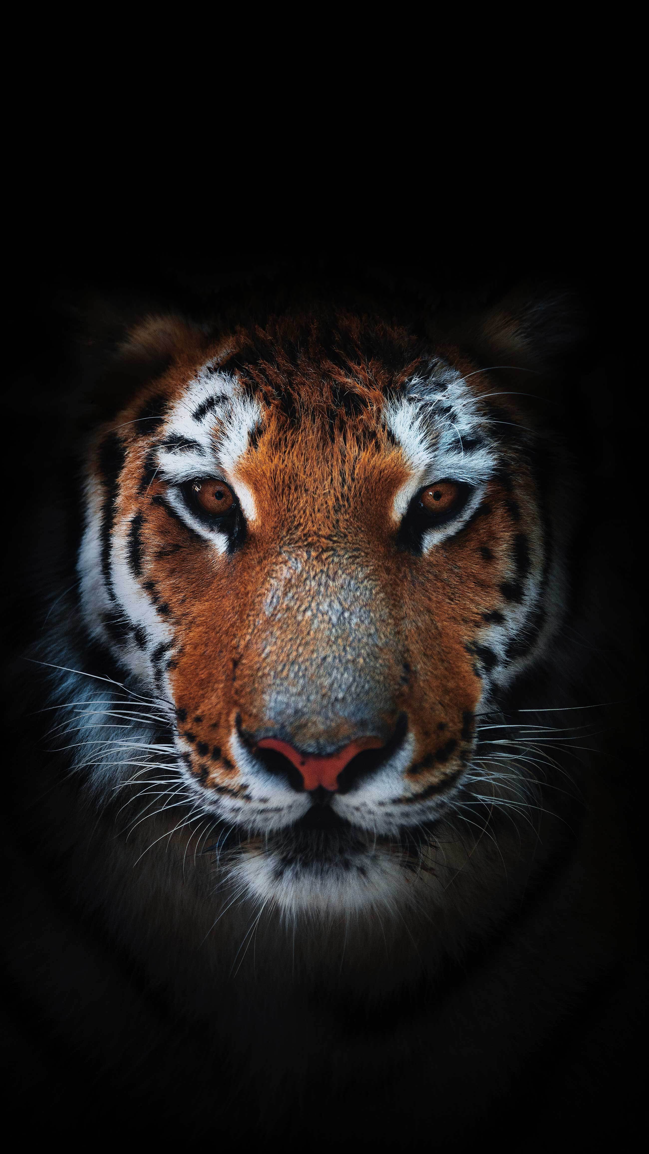 Best of Unsplash: Dezember 2022 daniel-olah-bq-lk2gUK4M-unsplash