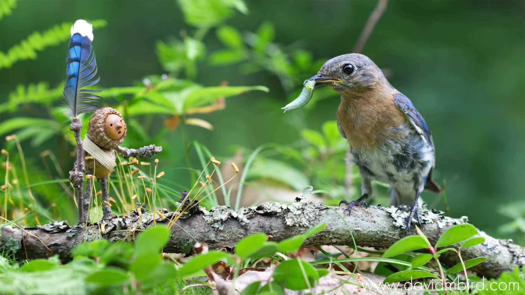 Wie David M Bird Fotos von Tieren mit Miniaturfiguren macht