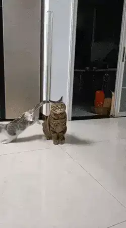 GIFparade XIII Gifparade-013_21 