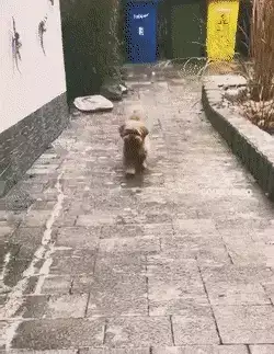 GIFparade XIII Gifparade-013_24 