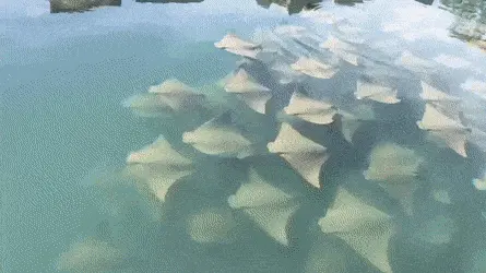 GIFparade XIII Gifparade-013_25 