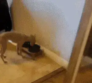 GIFparade XIV Gifparade-014_11 