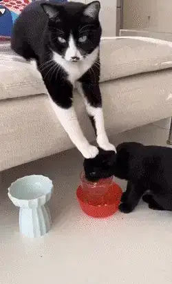 GIFparade XIV Gifparade-014_12 