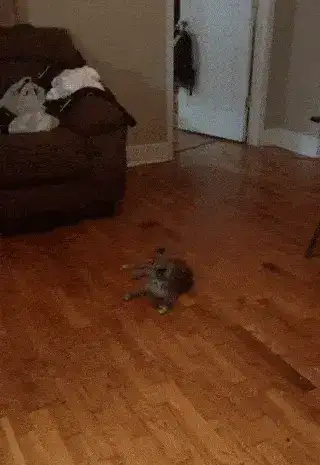 GIFparade XIV Gifparade-014_18 