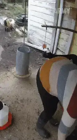 GIFparade XIV Gifparade-014_21 