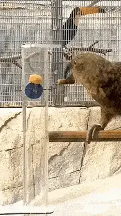 GIFparade XIV Gifparade-014_23 