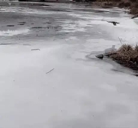 GIFparade XV Gifparade-015_10 