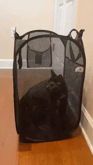 GIFparade XV Gifparade-015_13 