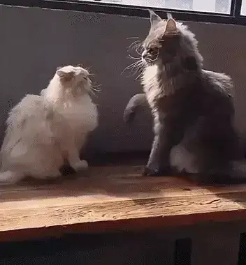 GIFparade XV Gifparade-015_21 