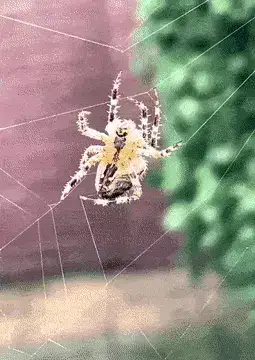 GIFparade XV Gifparade-015_24 