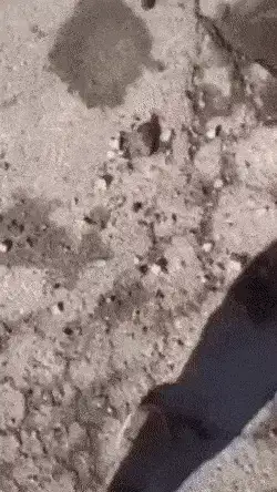 GIFparade XV Gifparade-015_25 