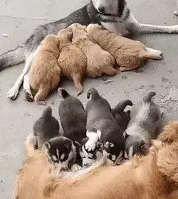 GIFparade XV Gifparade-015_31 