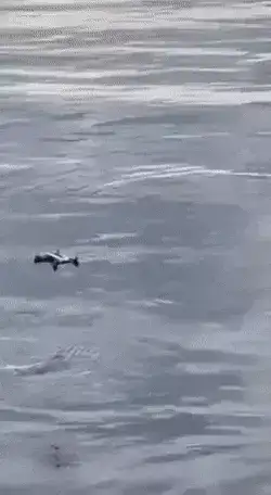 GIFparade XV Gifparade-015_35 