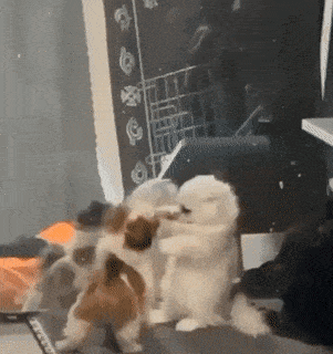 GIFparade XVI Gifparade-016_22 