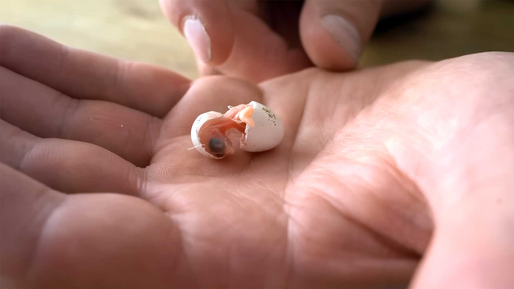 Schlüpfen & Aufwachsen eines winzigen Zebrafinken zebrafinken-ei-schluepfen-aufwachsen 