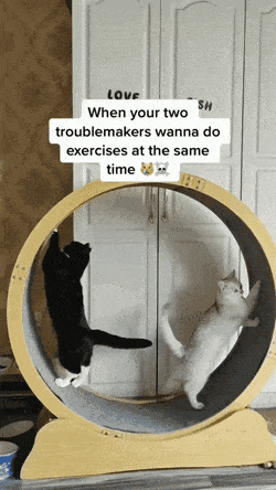 GIFparade XVII Gifparade-017_29 