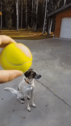 GIFparade XVII Gifparade-017_31 