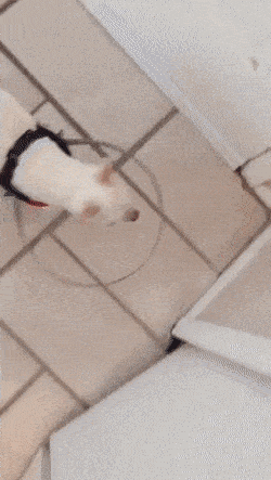 GIFparade XVIII Gifparade-018_15 